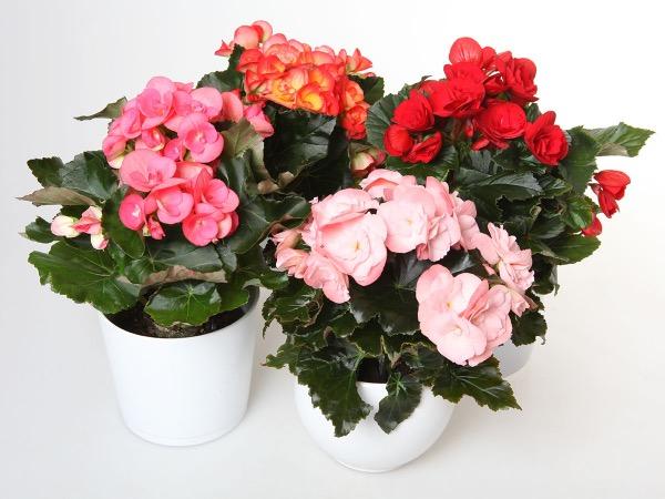Ruusubegonia